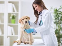 Veterinary clinics