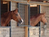 Horse stables